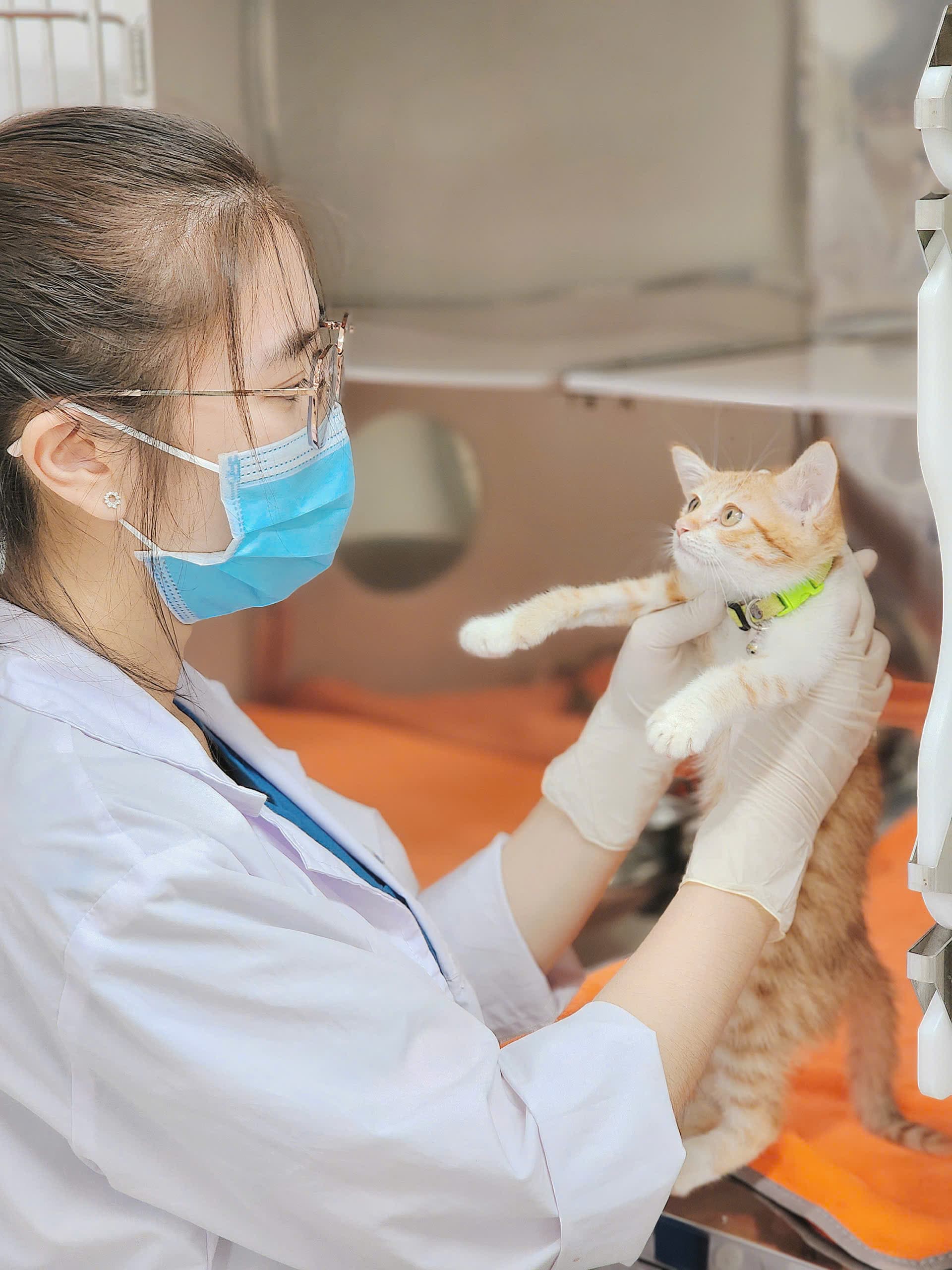 Bác sĩ Pet One quan sát và kiểm tra nhẹ nhàng cho một chú mèo