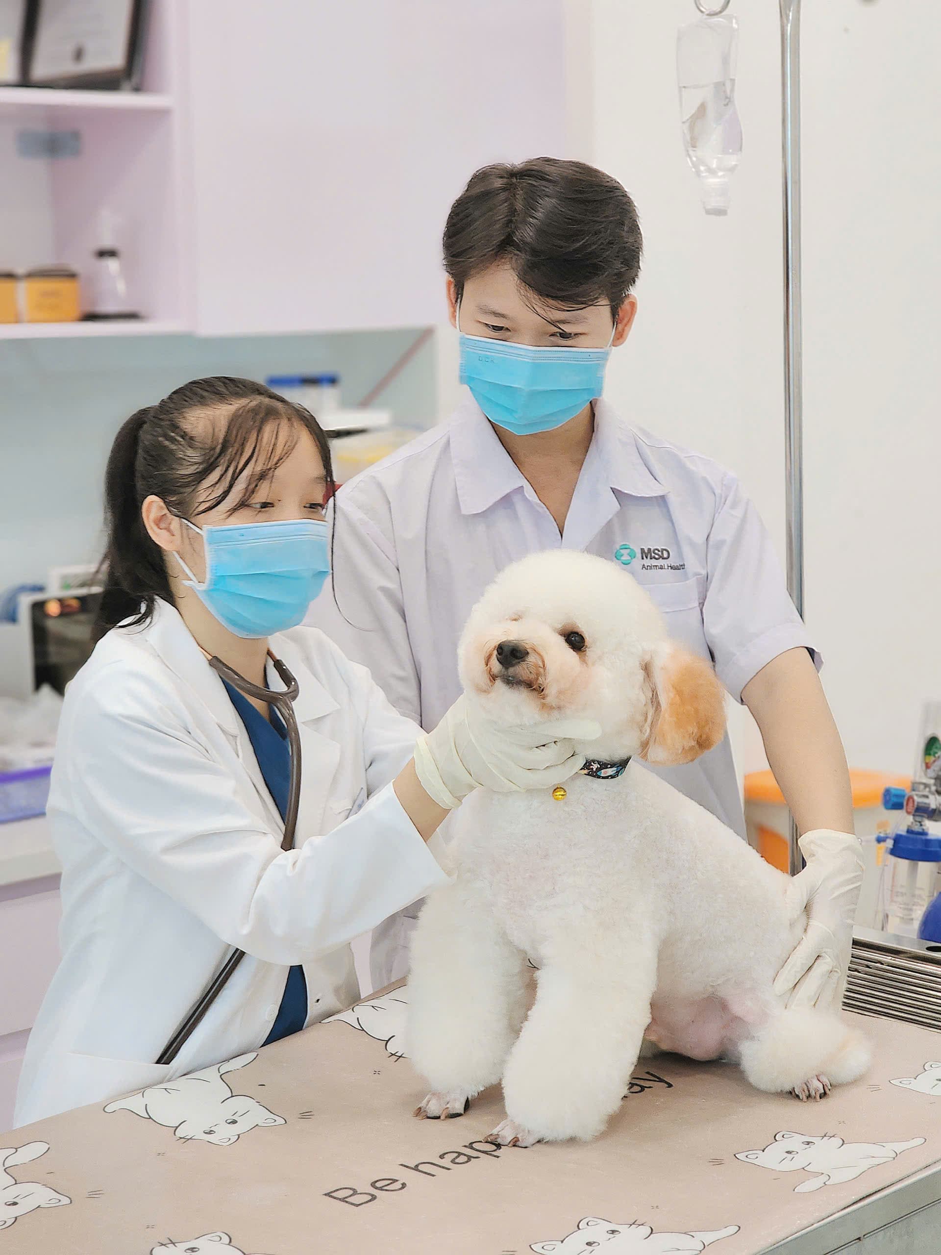 Đội ngũ Pet One cùng theo dõi sức khỏe của một chú chó